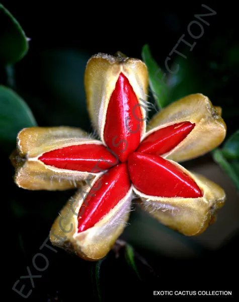 Exotic Lignum Vitae Guaiacum Sanctum Lathe Hard Wood Bonsai Rare Seed 10 Seeds