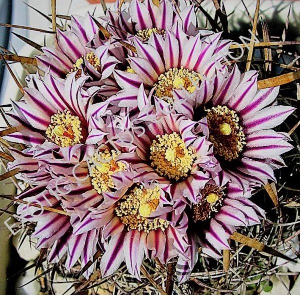 Rare Stenocactus Erectocentrus Echinofosulocactus Cactus Exotic Cacti 10 Seeds