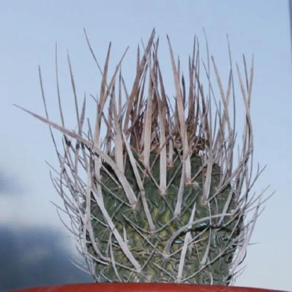 Rare Stenocactus Crispatus Longispinus Exotic Cacti Succulent Seed 10 Seeds