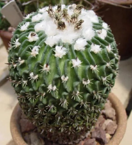 Rare Stenocactus Phyllanthus Echinofosulocactus Exotic Brain Cacti Seed 10 Seeds