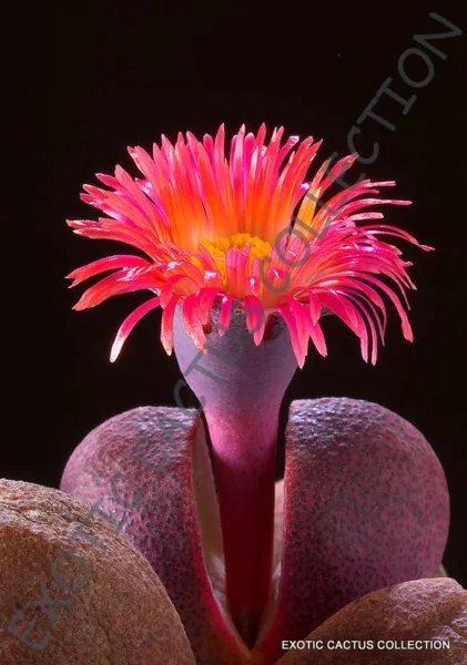 Rare Pleiospilos Nelii Royal Flush Mesembs Living Stones Cactus Seed 20 Seeds