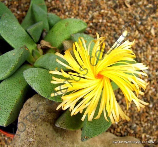Rare Pleiospilos Magnipunctatus Succulent Mesembs Living Stones Seed 20 Seeds
