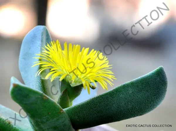Rare Pleiospilos Bolusii Succulent Mesembs Rock Living Stones Rock Seed 20 Seeds