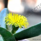 Rare Pleiospilos Bolusii Succulent Mesembs Rock Living Stones Rock Seed 20 Seeds