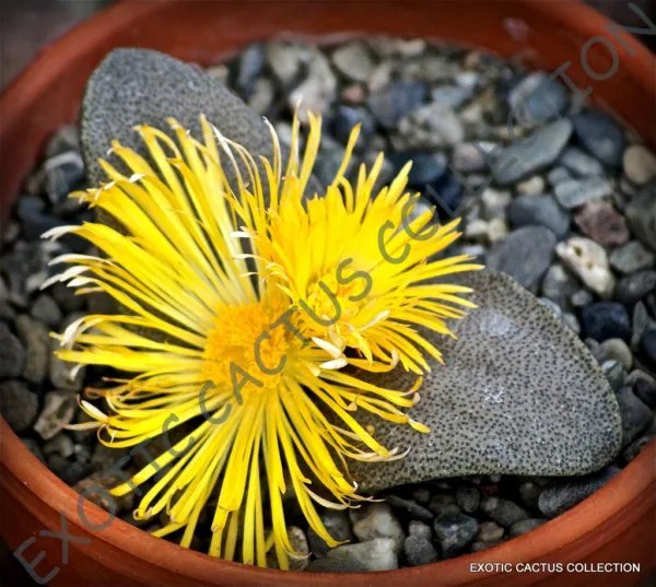 Rare Pleiospilos Simulans Succulent Mesembs Rock Living Stones Seed 20 Seeds