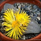 Rare Pleiospilos Simulans Succulent Mesembs Rock Living Stones Seed 20 Seeds Rare Pleiospilos Simulans Succulent Mesembs Rock Living Stones Seed 20 Seeds