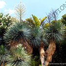Rare Pleiospilos Nelii Succulent Mesembs Rock Living Stones Cactus Seed 20 Seeds