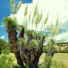 Rare Yucca Aloifolia Spanish Bayonet Agave Dagger Plant Seed 15 Seeds