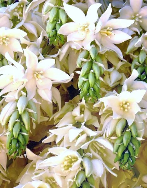 Rare Yucca Filamentosa Adam'S Needle Agave Aloe Seed 15 Seeds