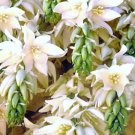 Rare Yucca Filamentosa Adam'S Needle Agave Aloe Seed 15 Seeds