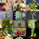 Monadenium Mix Rare Exotic Succulent Cactus Variety Seed 10 Seeds