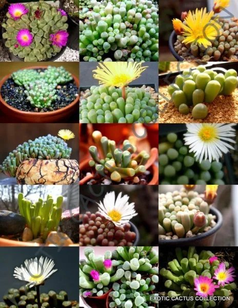 Fenestraria Mix Exotic Rare Mesembs Living Stone Rocks Seed 15 Seeds