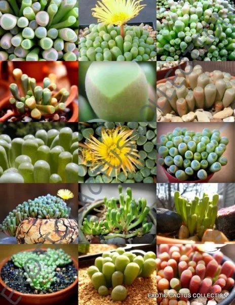 Rare Fenestraria Mix Exotic Mesembs Living Stone Rocks Seed 15 Seeds