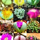 Exotic Argyroderma Mix Succulent Cactus Mixed Living Stones Rocks Seed 20 Seeds