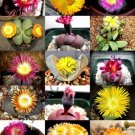 Rare Argyroderma Mix Succulent Cactus Mixed Living Stones Rocks Seed 20 Seeds Rare Argyroderma Mix Succulent Cactus Mixed Living Stones Rocks Seed 20 Seeds