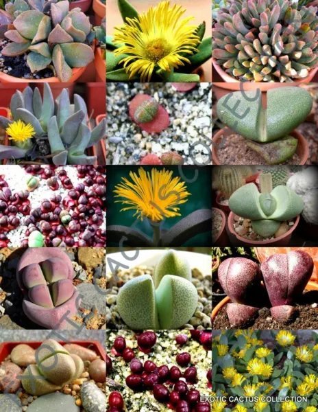 Pleiospilos Mix Succulent Cactus Living Stones Rocks Seed 15 Seeds
