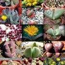 Pleiospilos Mix Succulent Cactus Living Stones Rocks Seed 15 Seeds