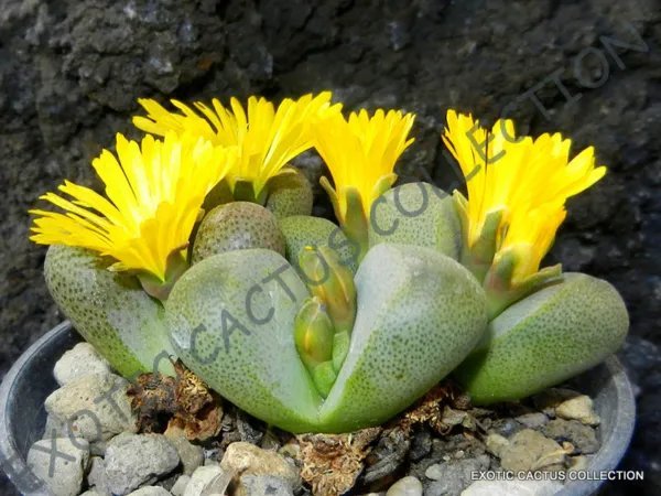 Exotic Pleiospilos Mix Succulent Cactus Mixed Living Stones Rocks Seed 15 Seeds