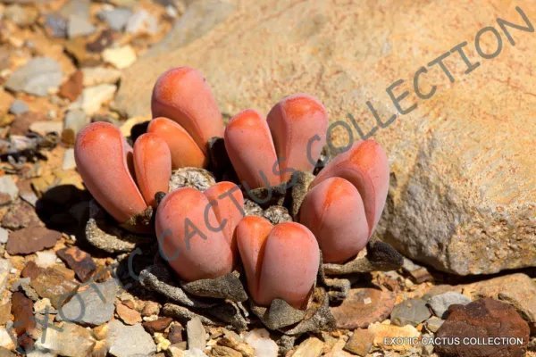 Rare Pleiospilos Mix Succulent Cactus Mixed Living Stones Rocks Seed 15 Seeds
