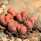 Rare Pleiospilos Mix Succulent Cactus Mixed Living Stones Rocks Seed 15 Seeds Rare Pleiospilos Mix Succulent Cactus Mixed Living Stones Rocks Seed 15 Seeds