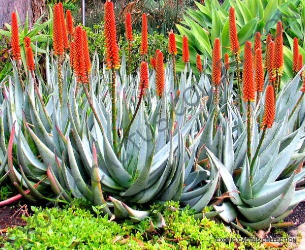 Rare Tanquana Prismatica Rock Mesembs Exotic Succulent Cactus Aloe Seed 15 Seeds