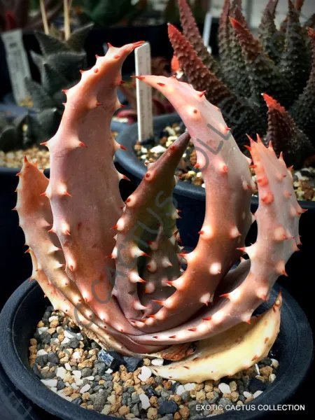 Rare Aloe Brevifolia Exotic Agave Hardy Cacti Succulent Cactus Seed 15 Seeds