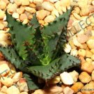 Rare Aloe Petricola Exotic Stone Succulent Agave Hardy Plant Seed 10 Seeds