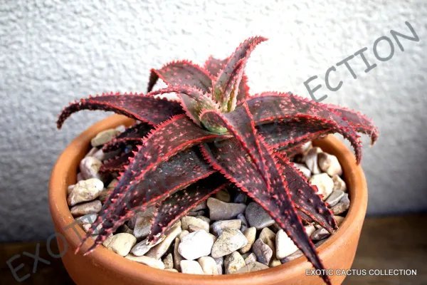 Rare Aloe Broomii Snake Thorny Succulent Exotic Hardy Agave Cactus Seed 15 Seeds