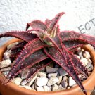 Rare Aloe Broomii Snake Thorny Succulent Exotic Hardy Agave Cactus Seed 15 Seeds