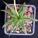 Rare Aloe Deltoideodonta Exotic Color Hybrid Succulent Agave Cacti Seed 10 Seeds