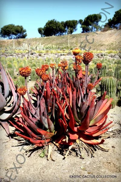 Rare Aloe Christmas Carol Red Color Hybrid Succulent Agave Cacti Seed 10 Seeds