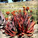 Rare Aloe Christmas Carol Red Color Hybrid Succulent Agave Cacti Seed 10 Seeds