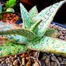 Rare Aloe Capitata Gneissicola Exotic Cacti Succulent Cactus Seed Agave 10 Seeds