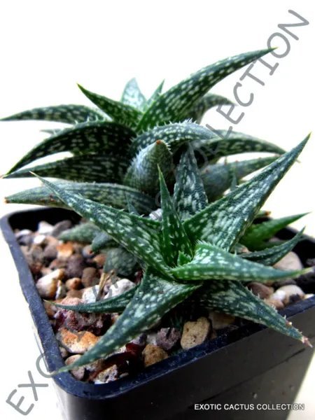 Rare Aloe Peppermint Agave Healing Medicinal Succulent Plant Seed 10 Seeds