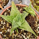 Rare Aloe Green Sand Agave Healing Medicinal Succulent Plant Seed 10 Seeds