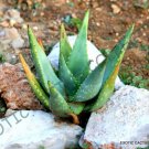 Rare Aloe Descoingsii Agave Healing Medicinal Succulent Plant Seed 10 Seeds