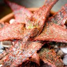 Rare Aloe Blue Mist Exotic Medicinal Gel Succulent Desert Plant Seed 10 Seeds