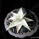 Rare Aloe Hybrid Cv Orange Marmalade Exotic Agave Succulent Bonsai Seeds 10 Seed