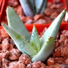Rare Aloe Reitzii Exotic Silver Gray Color Succulent Cactus Red Seed 10 Seeds