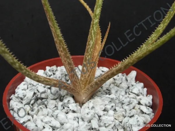 Rare Aloe Comptonii Mitriformis Exotic Color Succulent Cactus Red Seed 10 Seeds