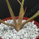 Rare Aloe Comptonii Mitriformis Exotic Color Succulent Cactus Red Seed 10 Seeds
