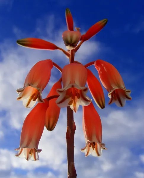Rare Aloe Claviflora Jackal'S Tail Exotic Succulent Agave Plant Seed 10 Seeds