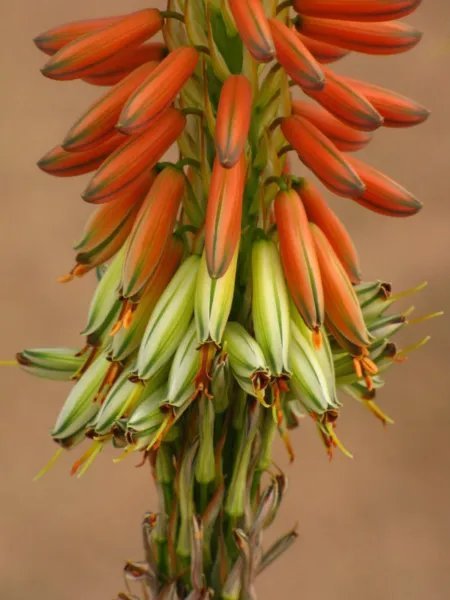 Rare Aloe Bellatula Madagascar Exotic Color Miniature Succulent Seed 10 Seeds