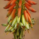 Rare Aloe Bellatula Madagascar Exotic Color Miniature Succulent Seed 10 Seeds