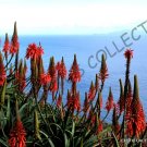 Rare Aloe Parvula Madagascar Exotic Color Miniature Succulent Seed 10 Seeds