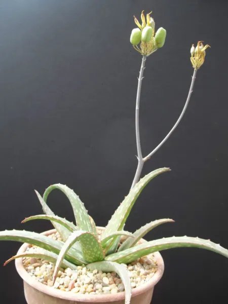 Rare Aloe Gariepensis Exotic Cacti Xeriscaping Succulent Agave Cactus 10 Seeds