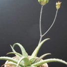 Rare Aloe Gariepensis Exotic Cacti Xeriscaping Succulent Agave Cactus 10 Seeds