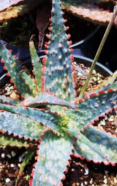 Rare Aloe Sinkatana Cactus Hybrid Exotic Color Succulent Seed 10 Seeds