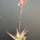 Rare Aloe Cultivar Sunset Exotic Hybrid Color Succulent Cactus Seed 10 Seeds
