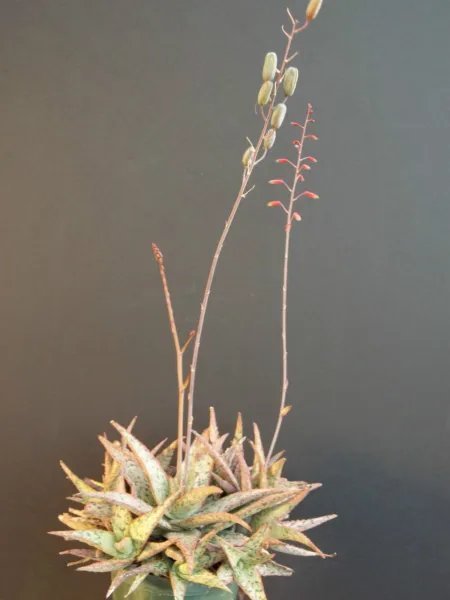 Rare Aloe Cultivar Silver Ridge Hybrid Exotic Agave Succulent Seed 10 Seeds